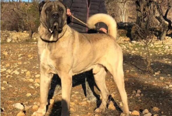 世界体型最大的十大犬类，圣伯纳犬上榜，第一被视为土耳其的国宝