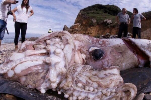 海洋中最神秘的十大生物，海蜘蛛上榜，第二是世界上第二耐热的生物