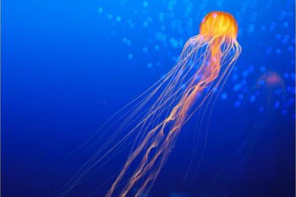 海洋中最毒的十大动物，蓝环章鱼上榜，第五被誉为“菜肴之冠”