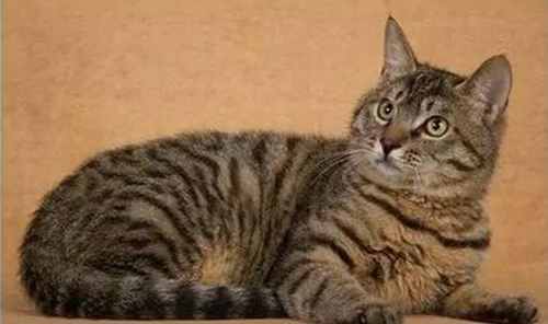 中国土猫有哪些品种？中国土猫品种排行榜
