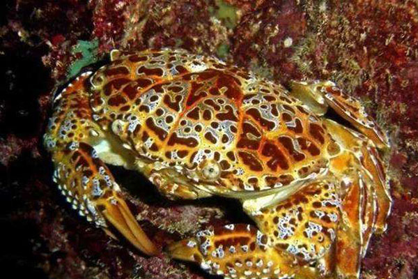 世界十大最毒的螃蟹 铜铸熟若蟹一口就能致人死亡