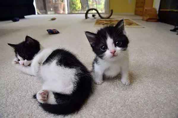 世界上最小猫排行:锈斑豹猫反差萌 东方短毛猫上榜