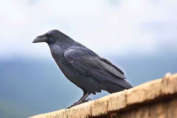 世界上最聪明的十种鸟：鸦科动物最聪明 喜鹊上榜