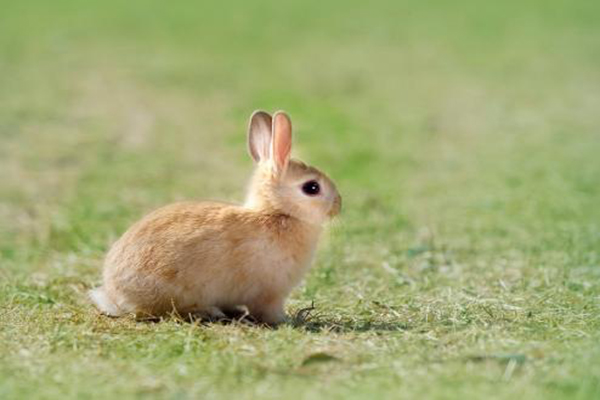 世界十大最受欢迎的兔子品种 荷兰侏儒兔世界最小害怕生人