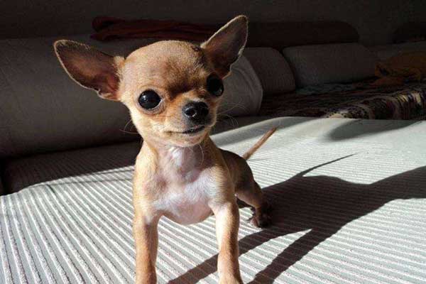 世界十大最小的狗 最小吉娃娃体重仅有1公斤左右
