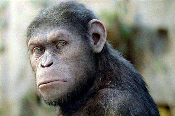 世界十大最聪明动物 类人猿是最像人类的存在