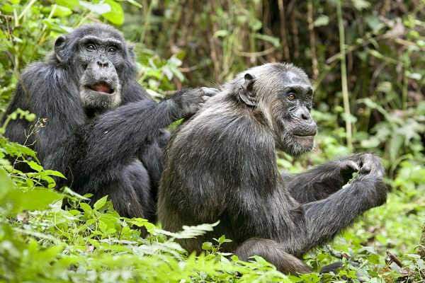 世界十大智商最高动物 黑猩猩智商最高最后一个让人惊讶