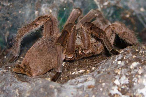 世界十大最毒蜘蛛 巴西游走蛛身材娇小毒性强大