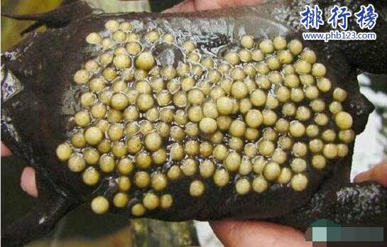 世界上最令人恶心的动物：琵琶蟾蜍,背部长满小孔(图片)