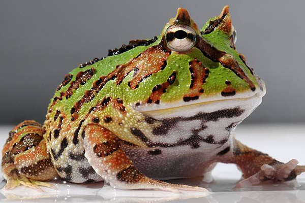 世界十大怪异青蛙:玻璃蛙上榜 第九名是世界十大最毒青蛙之一