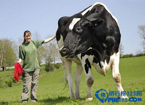 世界上最高的奶牛：身高一米九五体重