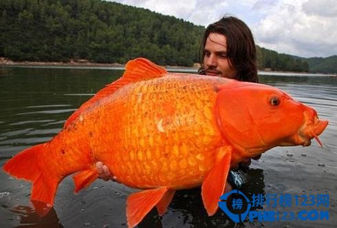 世界上最大的金鱼，重13.61公斤
