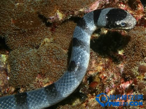 世界上最毒的蛇：海蛇