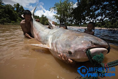 世界上最大的鲶鱼:重达646磅