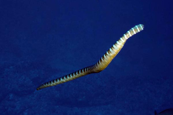 世界上最毒的蛇排名,贝尔彻海蛇毒性是眼镜王蛇的200倍