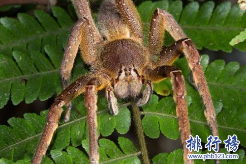 世界上最毒的蜘蛛:巴西游走蛛,毒素可导致男性永久阳萎