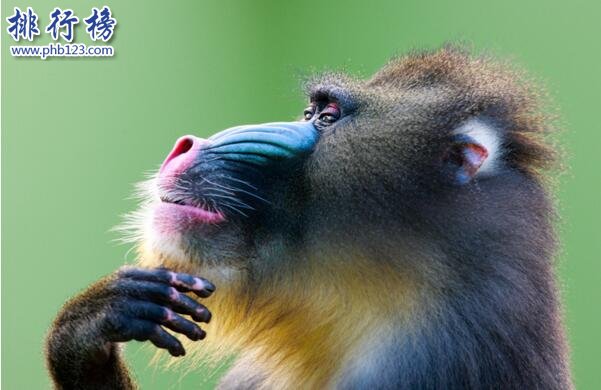 世界上最好看的猴子:山魈,面部色彩鲜艳图案似京剧脸谱