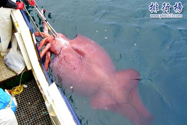 大王酸浆鱿是什么生物?世界上最大的乌贼(体重可达300公斤)
