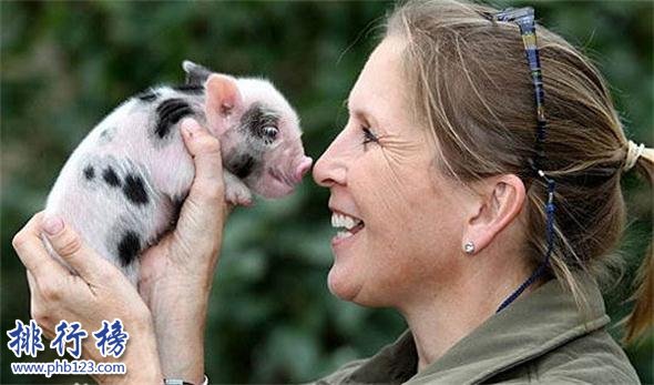 世界上最小的猪：印度微型猪体重不超十斤,体长仅60厘米