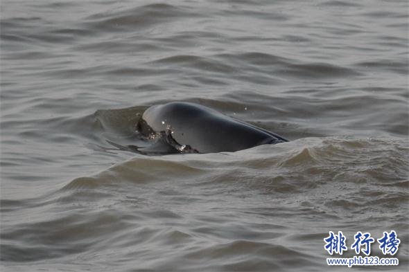 世界上最小的鲸鱼：体长最大1.6米，长江江豚濒临灭绝