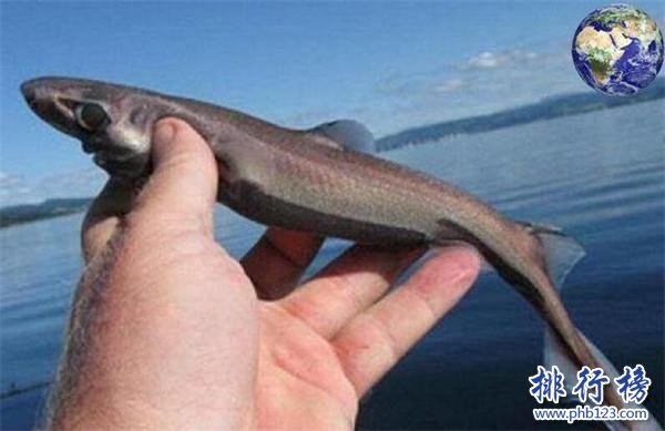 世界上最小的鲨鱼：体长30厘米还会发光