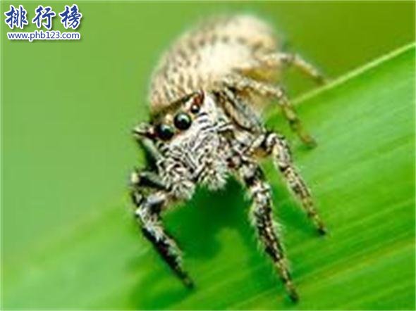 世界上最小的蜘蛛：施展蜘蛛体型0.043厘米,比句号还要小