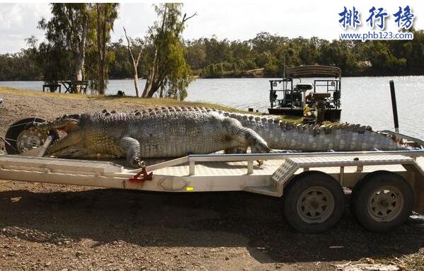 世界上最大的鳄鱼：长6.4米 重1075公斤（图）