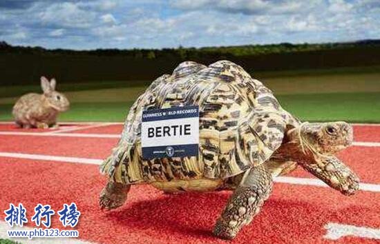 十大乌龟的世界之最，龟中博尔特打破短跑纪录
