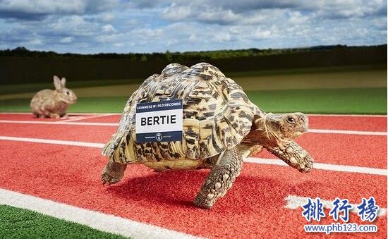 世界上跑的最快的乌龟：南非豹纹陆龟Bertie0.28米/秒，打破龟界记录
