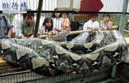 世界上最大的蛇是什么蛇，印尼巨蟒重达894斤(一口整吞活人)