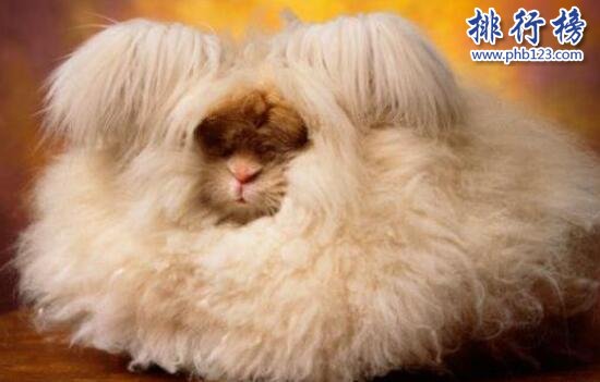 世界上毛最长的兔子：安哥拉兔，毛长达38厘米(仅露出嘴巴)