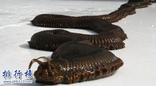 世界上最恶心的动物：蛀船虫，长达3米的巨型毛虫