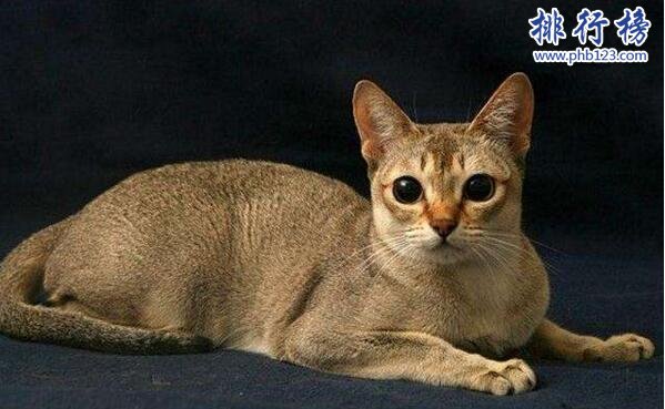 世界上最小的猫：新加坡猫，体重不超过2公斤