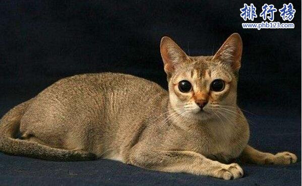 世界上最小的猫：新加坡猫，体重不超过2公斤
