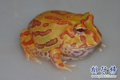 世界上最漂亮的青蛙,南瓜角蛙看起来像个小南瓜（白化后的钟角蛙）