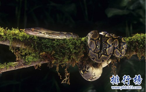 世界上最大的蛇,桂花生吞一人很轻松（全长14.85米）