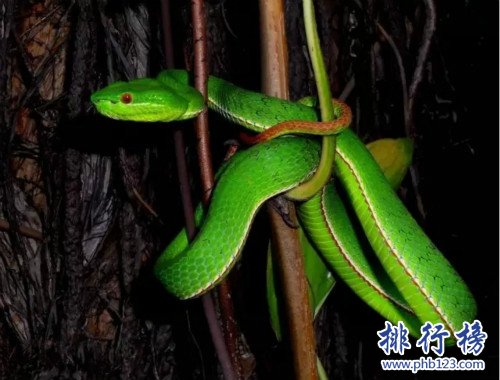 广东十大毒蛇排名,竹叶青是最致命的毒蛇（最美的最致命）