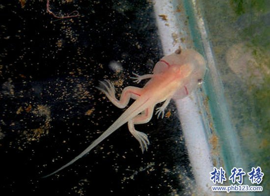 世界上只能生活在水中的青蛙,热带爪蟾（有发达的蹼）
