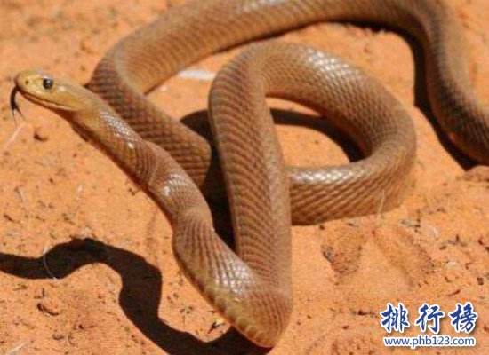 世界上十大最毒的蛇排行榜,细鳞太攀蛇一口毒死25万只老鼠