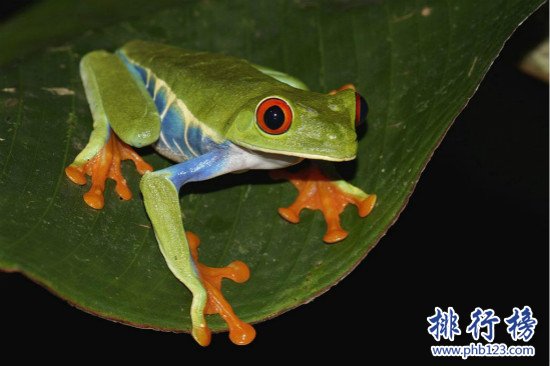 世界十大宠物蛙排行榜,红眼树蛙的颜值最高