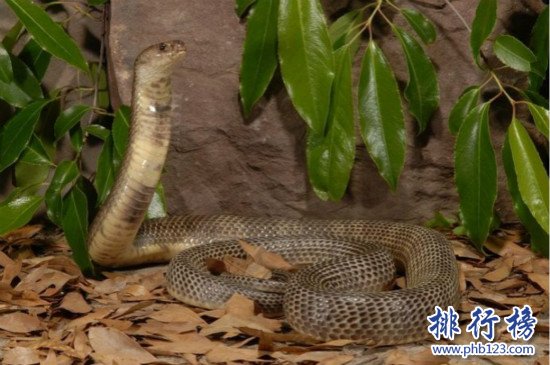 世界上食性最广泛的蛇,舟山眼镜蛇（中国十大毒蛇之一）
