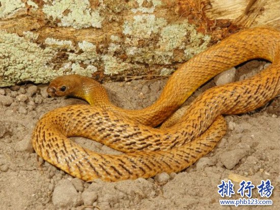 世界上最毒的蛇,细鳞太攀蛇（分泌一次毒液可杀死100名成年人）