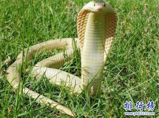 世界上最凶猛的蛇，黄金眼睛蛇(攻击一次产生的毒液可杀死6人)