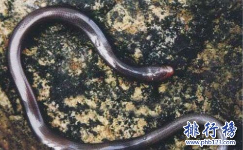 世界上最小的蛇,钩盲蛇（常被误认为是蚯蚓）