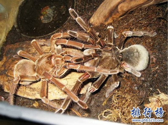 世界上最大的蜘蛛,亚马逊巨人食鸟蛛（体型堪比一只小狗）
