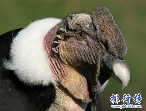 世界上最大的猛禽，安第斯神鹫(安第斯文明之魂)