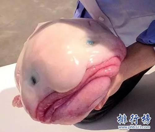 世界上最丑的鱼排行榜,水滴鱼位列第一（没有最丑只有更丑）
