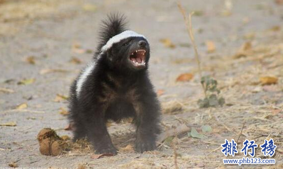 世界上最无畏的动物,平头哥蜜獾（见谁咬谁）