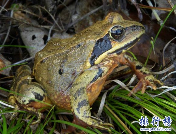 世界上最具医药价值的青蛙,林蛙（纯天然补品）