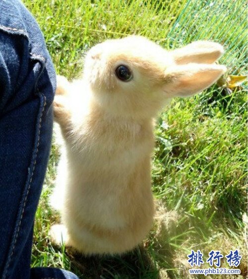 世界上最萌的兔子,公主兔（长得漂亮又重情义）